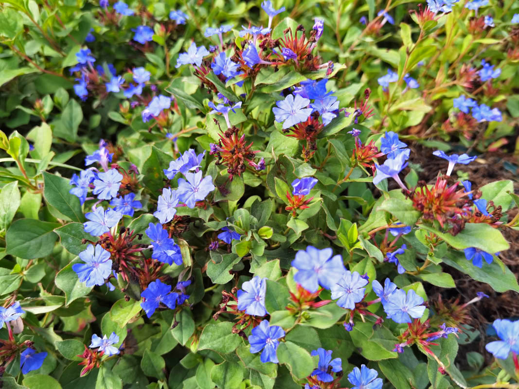 Ceratostigma plumbaginoides